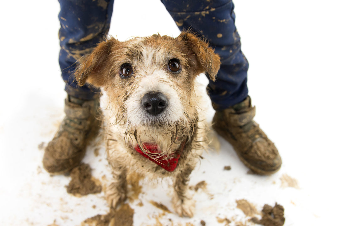 Dekoratives Bild: Verschmutzter Hund guckt in die Kamera. Hinter dem Hund sind schlammverschmutzte Stiefel und Hosenbeine dargestellt.